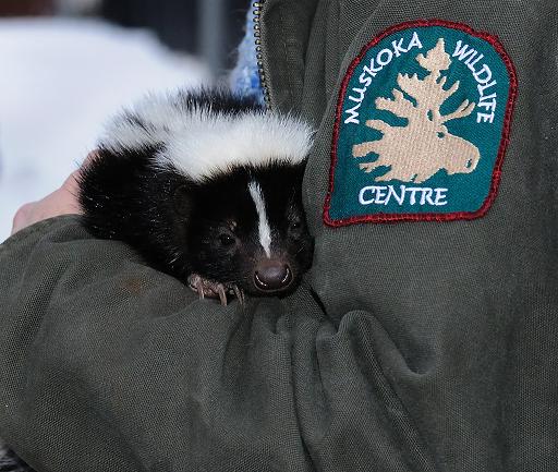Petunia the Skunk - from the Muskoka Wildlife Centre, by Myrtle H