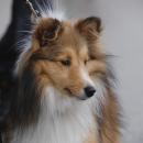 Sheltie, by Judi M.

Entered in the Pets at the Carnival section.