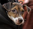 Pets At The Carnival
<br>
5mths of pure Jack Russell!, By Kathy C