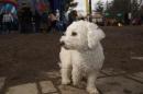 Pets At The Carnival
<br>
Four Legged Snowflake, By Dave D