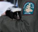 Petunia the Skunk - from the Muskoka Wildlife Centre, by Myrtle H.

Entered in the Carnival Highlights section.